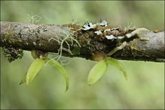 Sarcochilus australis