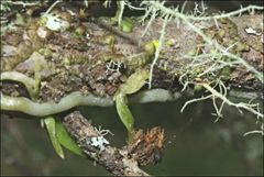 Sarcochilus australis