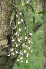 Sarcochilus australis
