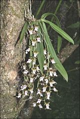 Sarcochilus australis