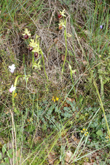 Ophrys sphegodes