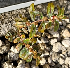 Euphorbia hirta image