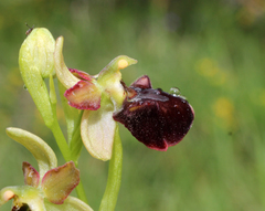 Ophrys sphegodes