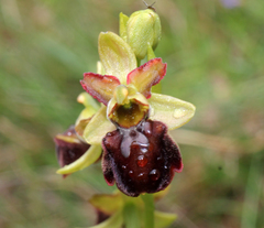 Ophrys sphegodes
