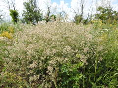 Nepeta parviflora