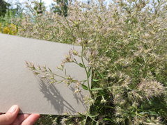 Nepeta parviflora