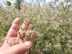 Nepeta parviflora