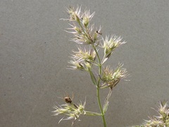 Nepeta parviflora