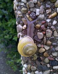 Cepaea