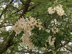 Robinia pseudoacacia