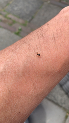 Araneae