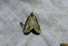 Chesias isabella