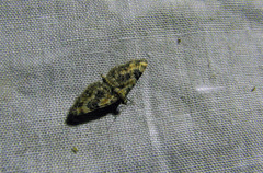 Eupithecia pulchellata