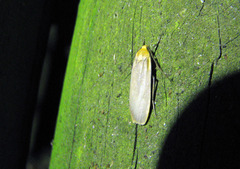 Eilema depressa