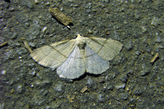 Adactylotis gesticularia