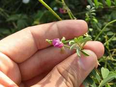 Tephrosia cinerea