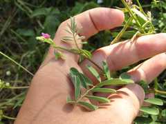 Tephrosia cinerea