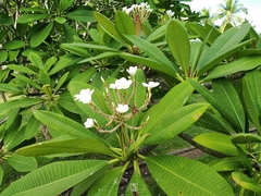 Plumeria rubra