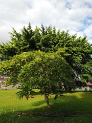 Plumeria rubra