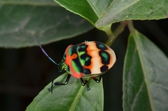 Poecilocoris latus