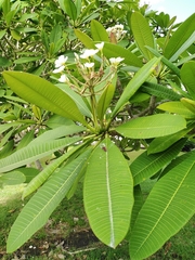 Plumeria rubra