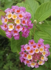 Lantana camara