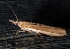 Pima albiplagiatella