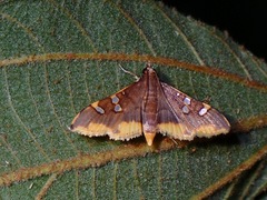 Prophantis