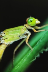 Ceriagrion coromandelianum