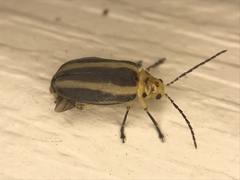 Derospidea brevicollis