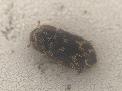 Eucicones marginalis