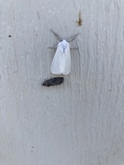 Gymnandrosoma punctidiscanum