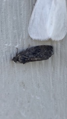 Gymnandrosoma punctidiscanum