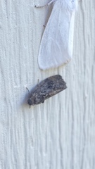 Gymnandrosoma punctidiscanum