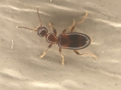Vacusus vicinus