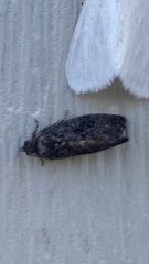 Gymnandrosoma punctidiscanum