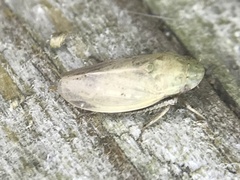 Negosiana dualis
