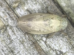 Negosiana dualis