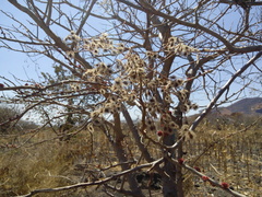 Heliocarpus