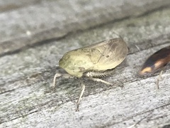 Negosiana dualis