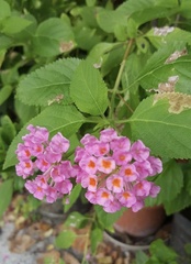 Lantana camara