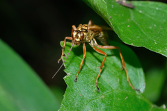 Macromerella honesta