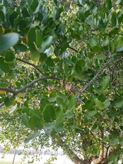 Quillaja saponaria