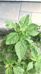 Amaranthus retroflexus