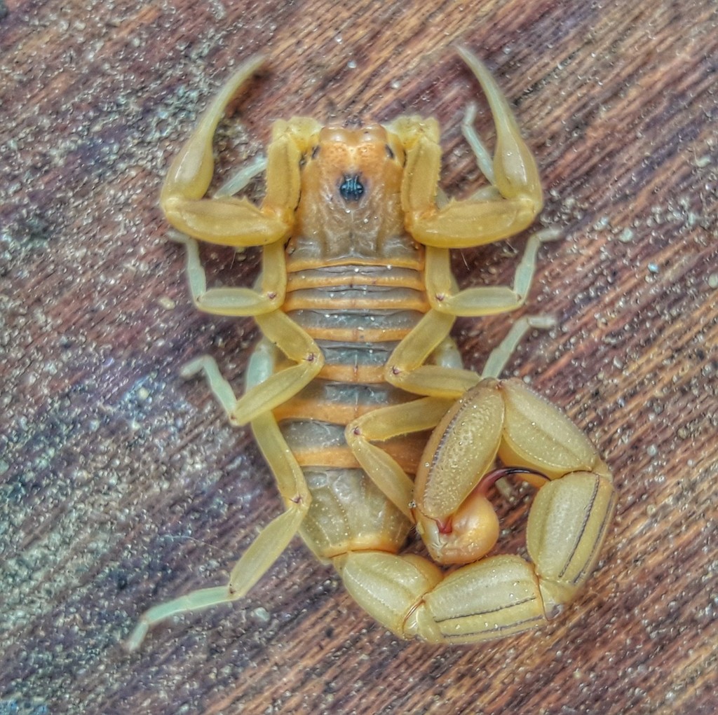 Jaguajir rochae