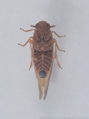 Pareuidella