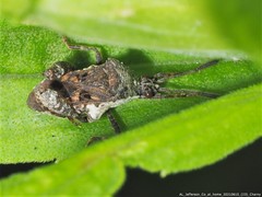 Merocoris
