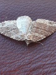 Anticlea multiferata