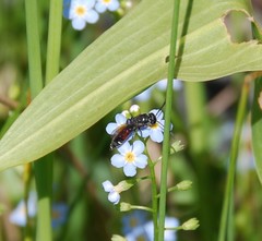 Sapyga quinquepunctata
