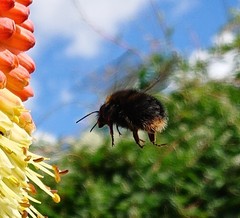 Bombus lapidarius